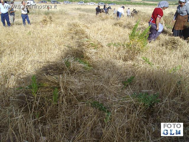 IMGP3916_gli_emmiti_pronti_per_essere_raccolti.JPG